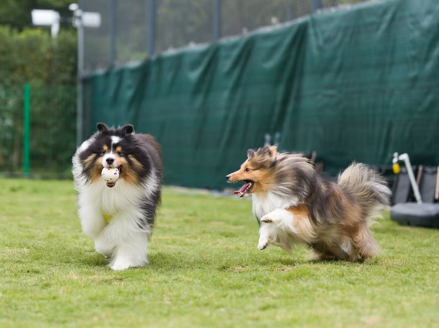 Two Shelties running together on grass