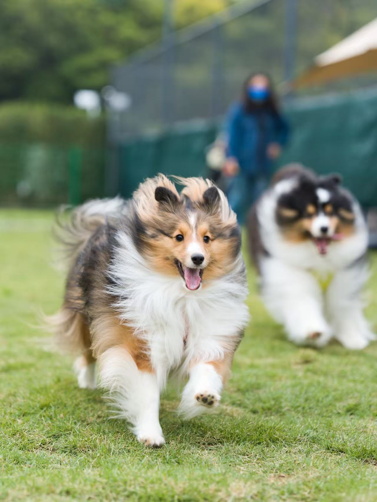 A Sheltie running on grass with another Sheltie behind